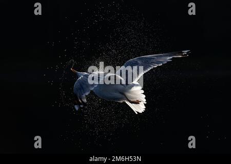 Gabbiano di aringa (Larus argentatus) retroilluminato mentre si scuote dall'acqua dopo il decollo Foto Stock