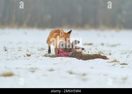 Volpe rossa (Vulpes vulpes), al loo, capriolo europeo (Capreolus capreolus), in inverno Foto Stock