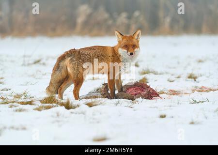 Volpe rossa (Vulpes vulpes), al loo, capriolo europeo (Capreolus capreolus), in inverno Foto Stock