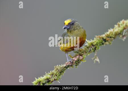 euphonia (Euphonia gouldi), maschio, su ramo, regione di Boca Tapada, Costa Rica Foto Stock