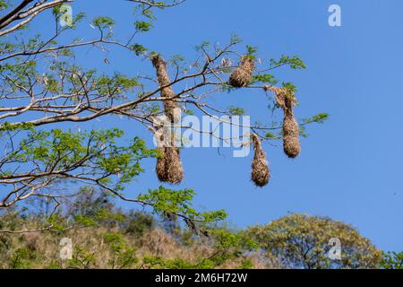 Nidi della Orospendola di Montezuma (Psarocolius montezuma), regione di Boca Tapada, Costa Rica Foto Stock