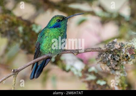 Violetto messicano (Colibri thalassinus), vive negli altopiani, Cordillera de Talamanca, Costa Rica Foto Stock