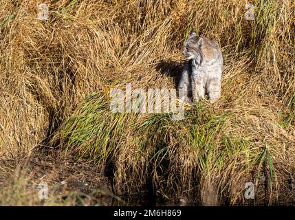 Wild Lynx Manitoba Foto Stock