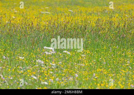 Prato di montagna con fiori selvatici, coppa di farfalle (Ranunculus) e erba dolce coda di volpe prato (Alopecurus pratensis), Alpi Allgaeu, Allgaeu, Baviera Foto Stock