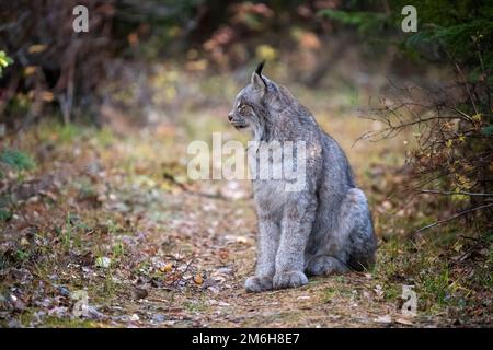 Wild Lynx Manitoba Foto Stock