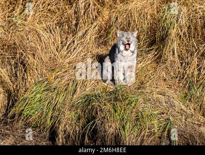 Wild Lynx Manitoba Foto Stock