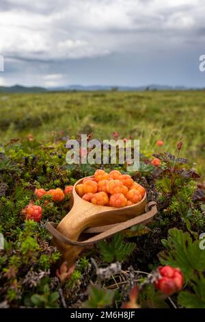 Bacche nuvolose (Rubus chamaemorus) in una tazza di legno, Finnmark, Lapponia, alta, Norvegia Foto Stock