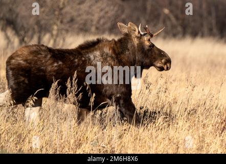 Wild Prairie Moose Foto Stock