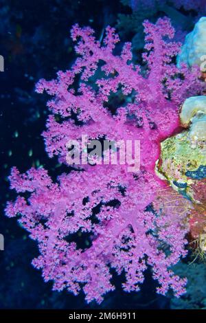 Corallo dell'albero di Hemprich (Dendronephthya hemprichi), sito di immersione della barriera corallina di Daedalus, Mar Rosso, Egitto Foto Stock