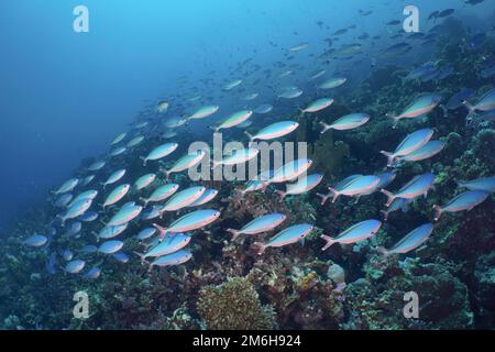 Una grande scuola di pesce del mare rosso Fusilier Suez Fusilier (Caesio suevica) nuota sui coralli di pietra. Sito di immersione House Reef Mangrove Bay, El Quesir, Egitto Foto Stock