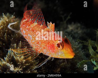 Blenny di faccia nera (Tripterygion delaisi), Mar Mediterraneo, Rosas, Costa Brava, Spagna Foto Stock