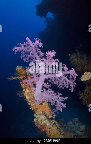 Albero di Hemprich corallo Dendronephthya hemprichi, forte contrasto con sfondo scuro, Fury Shoals sito di immersione della barriera corallina, Mar Rosso, Egitto Foto Stock