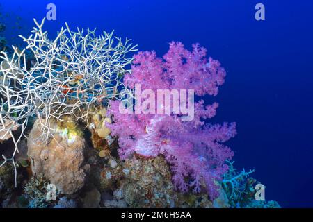 Hemprich's Tree Coral (Dendronephthya hemprichi), corallo dolce, barriera corallina, House Reef, Mangrove Bay Resort, El Quesir, Mar Rosso, Egitto Foto Stock