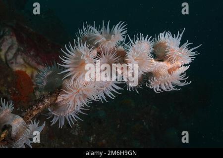 Anemone di tigre, gorgonian wrapper (Nemanthus annamensis), Aliwal Shoal, Umkomaas, Sudafrica Foto Stock