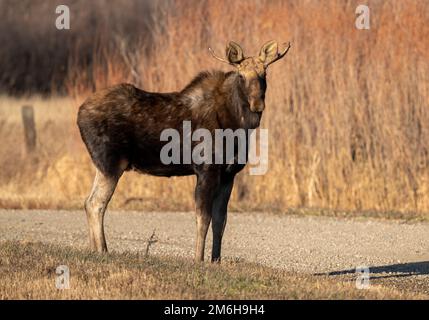 Wild Prairie Moose Foto Stock