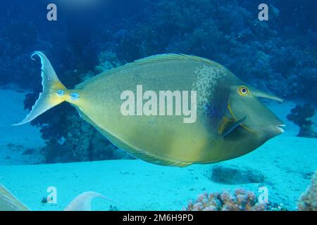 Pesce unicornico Bluespine (naso unicornis) . Sito di immersione Ras Mohamed, Sinai, Egitto, Mar Rosso Foto Stock