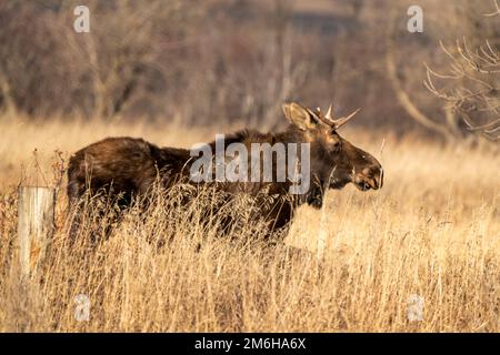 Wild Prairie Moose Foto Stock