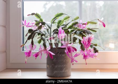 Fiore rosa Natale schlumbergera cactus in una pentola sul davanzale. Epiphyllanthus, epiphyllum, zygocactus Foto Stock