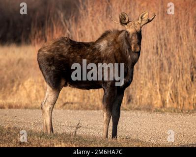 Wild Prairie Moose Foto Stock