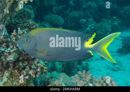 Pesce di coniglio macchiato (Siganus stellatus laqueus) Pesce. Immersioni Mangrove Bay, El Quesir, Egitto, Mar Rosso Foto Stock