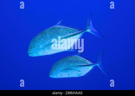 Due trevalle di tonno rosso (Caranx melampygus) sul rampino. Sfondo blu fisso. Sito di immersione Grande Fratello, Isole dei Fratelli, Egitto, Mar Rosso Foto Stock