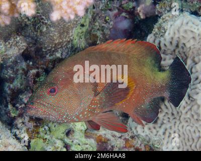 Cotenna di albacora (Cephalopholis hemistiktos) . Immersioni Mangrove Bay, El Quesir, Egitto, Mar Rosso Foto Stock