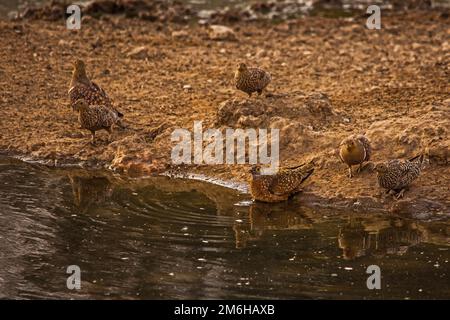 Namaqua Sandgrouse (Pterocles namaqua) presso la buca d'acqua nel Parco transfrontaliero di Kgalagadi, Foto Stock