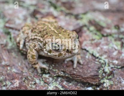 Natterjack toad 'Epidalea calamita' giovanile Foto Stock