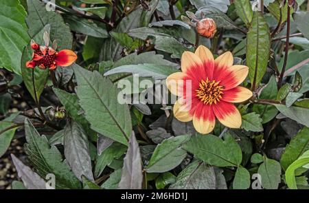 Dahlia 'Hortensis' Rhinebek Castello Foto Stock