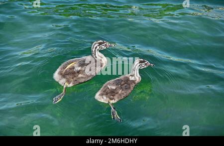 Grande Grebe crested 'Podiceps cristatita' giovani uccelli Foto Stock