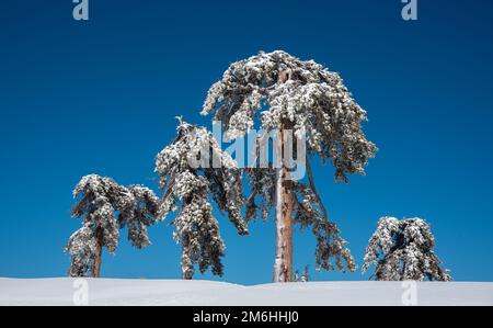 Paesaggio invernale in montagne innevate. Ghiacciato innevato solo abeti contro cielo blu. Foto Stock