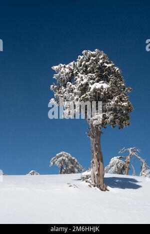 Paesaggio invernale in montagne innevate. Ghiacciati abeti solitari nevosi contro il cielo blu. Foto Stock