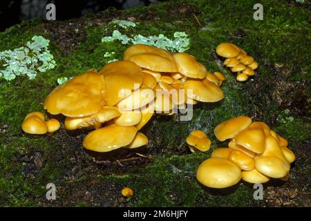 Flammulina vellutipes (gambo di velluto) si presenta in Europa e Nord America che cresce su ceppi e tronchi di alberi morti di legno duro. È una specie commestibile. Foto Stock