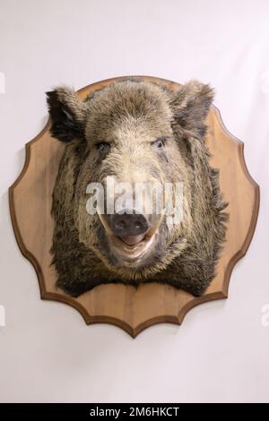 La testa di un cinghiale farcito pende su una parete bianca. Vecchio trofeo di caccia. Concentratevi sugli occhi del cinghiale Foto Stock