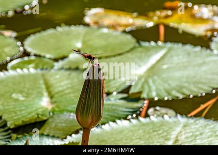 Piccola libellula arroccata su una pianta amazzonica Foto Stock