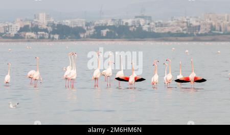 Uccelli fenicotteri con riflessi, camminando e nutrendo nel lago salato di Larnaca a Cipro. Foto Stock