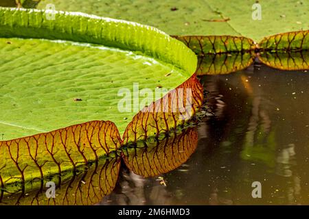 Grande giglio d'acqua tipico dell'Amazzonia con la sua caratteristica forma circolare Foto Stock