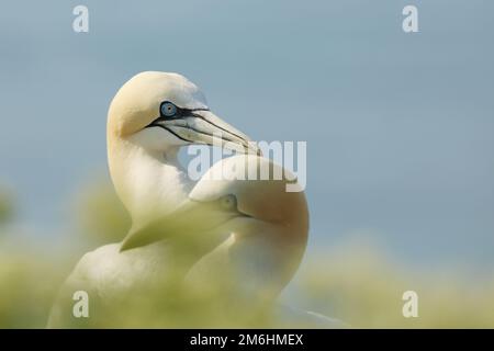 Ritratto della coppia Gannet settentrionale (Sula fagana) con il primo piano verde chiaro e il mare azzurro chiaro sullo sfondo Foto Stock