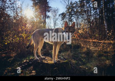 Cane Tamaskan su un ceppo nella foresta durante l'autunno in Polonia Foto Stock