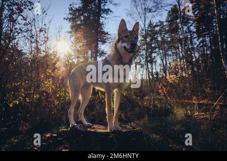 Cane Tamaskan su un ceppo di albero nella foresta durante l'autunno in Polonia Foto Stock