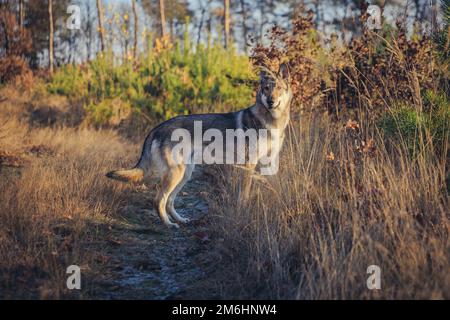 Cane Tamaskan su un sentiero forestale durante l'autunno in Polonia Foto Stock