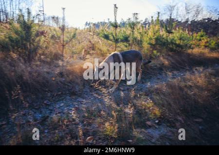 Cane Tamaskan su un sentiero forestale durante l'autunno in Polonia Foto Stock