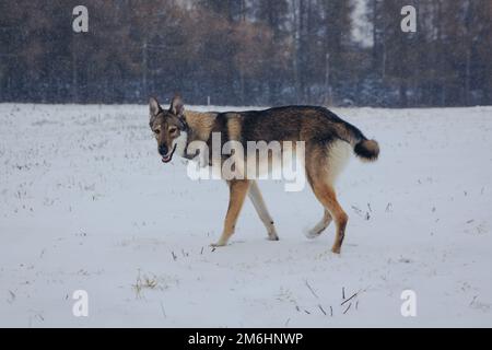 Cane Tamaskan che cammina su una neve durante l'inverno in Polonia Foto Stock