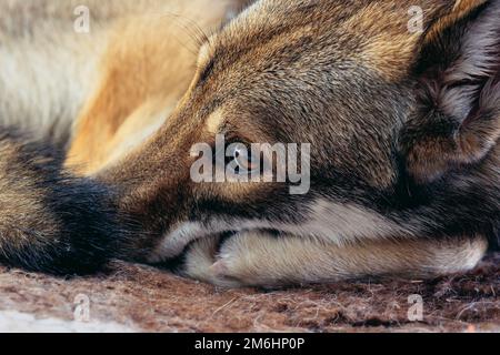 Primo piano su un cane Tamaskan steso su un lettino per cani Foto Stock