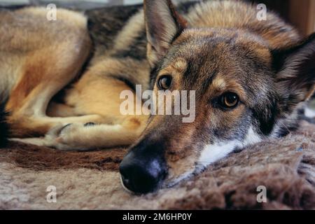 Primo piano su un cane Tamaskan steso su un lettino per cani Foto Stock