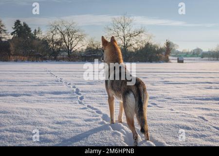 Cane Tamaskan su un prato coperto di neve in Polonia Foto Stock