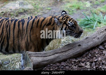 Londra, Regno Unito. 03rd Jan, 2023. Una tigre di Sumatran vista durante l'annuale stocktake allo ZSL London Zoo. L'evento annuale di stocktake si svolge all'inizio di ogni anno e richiede quasi una settimana per completare le informazioni che vengono condivise con i giardini zoologici di tutto il mondo. (Foto di Steve Taylor/SOPA Images/Sipa USA) Credit: Sipa USA/Alamy Live News Foto Stock