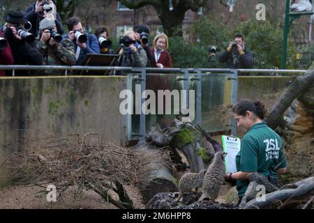 Londra, Regno Unito. 03rd Jan, 2023. Il custode dello zoo Veronica Heldt conta i meerkat durante l'inventario annuale allo ZSL London Zoo mentre i fotografi della stampa scattano fotografie. L'evento annuale di stocktake si svolge all'inizio di ogni anno e richiede quasi una settimana per completare le informazioni che vengono condivise con i giardini zoologici di tutto il mondo. (Foto di Steve Taylor/SOPA Images/Sipa USA) Credit: Sipa USA/Alamy Live News Foto Stock