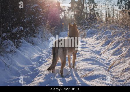 Cane Tamaskan durante la passeggiata invernale in una foresta Foto Stock