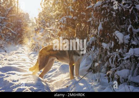 Cane Tamaskan durante la passeggiata invernale in una foresta Foto Stock